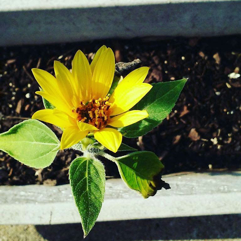 Photo of a sunflower in bloom in a container