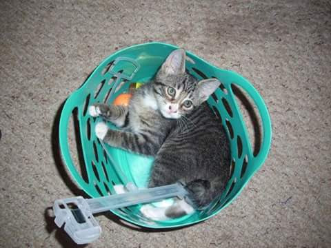 Todd in a basket