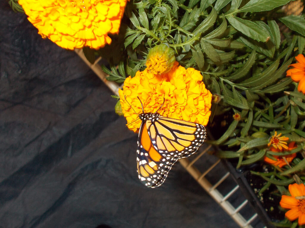 Photo of monarch butterfly on an orange flower