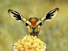 bowl of popcorn in front of a deer-like animal chewing