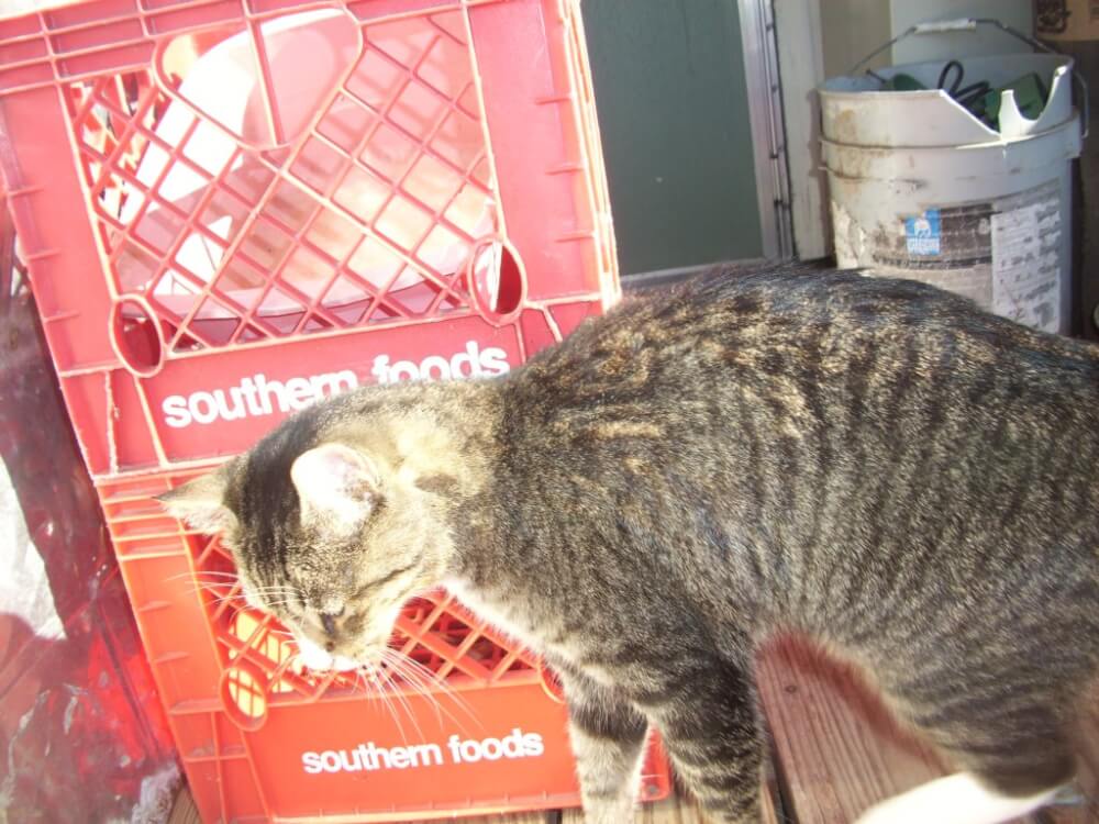 On a cool, winter day on the new farm, Todd rubs against an old orange crate