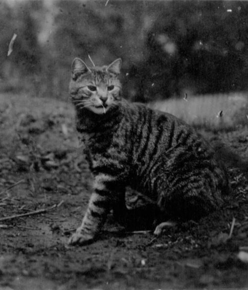Black-and-white vintage of a tabby cat