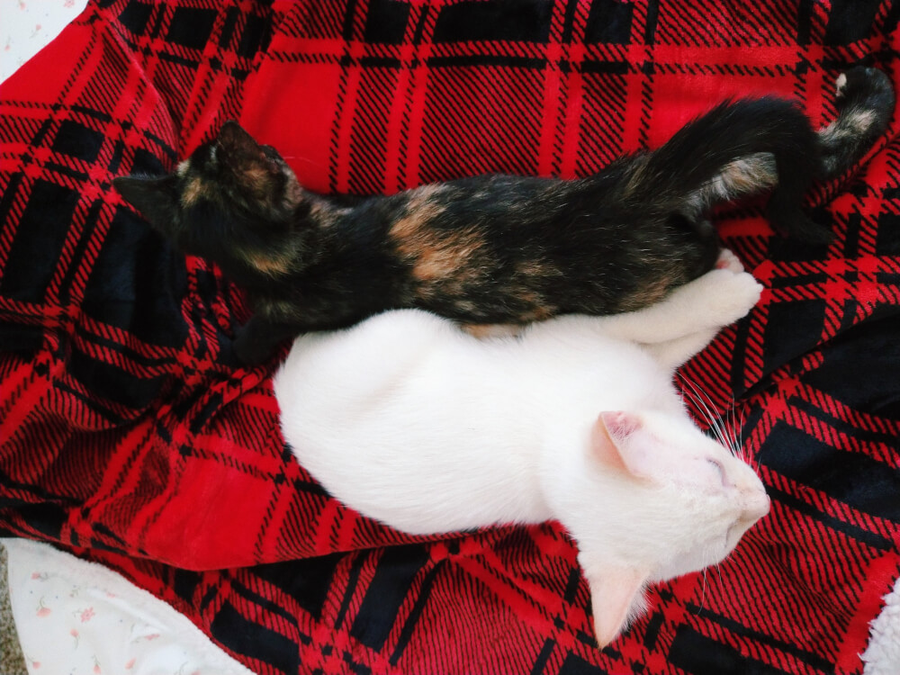 White kitten and tortoiseshell kitten laying opposite each other on red and black plaid blanket