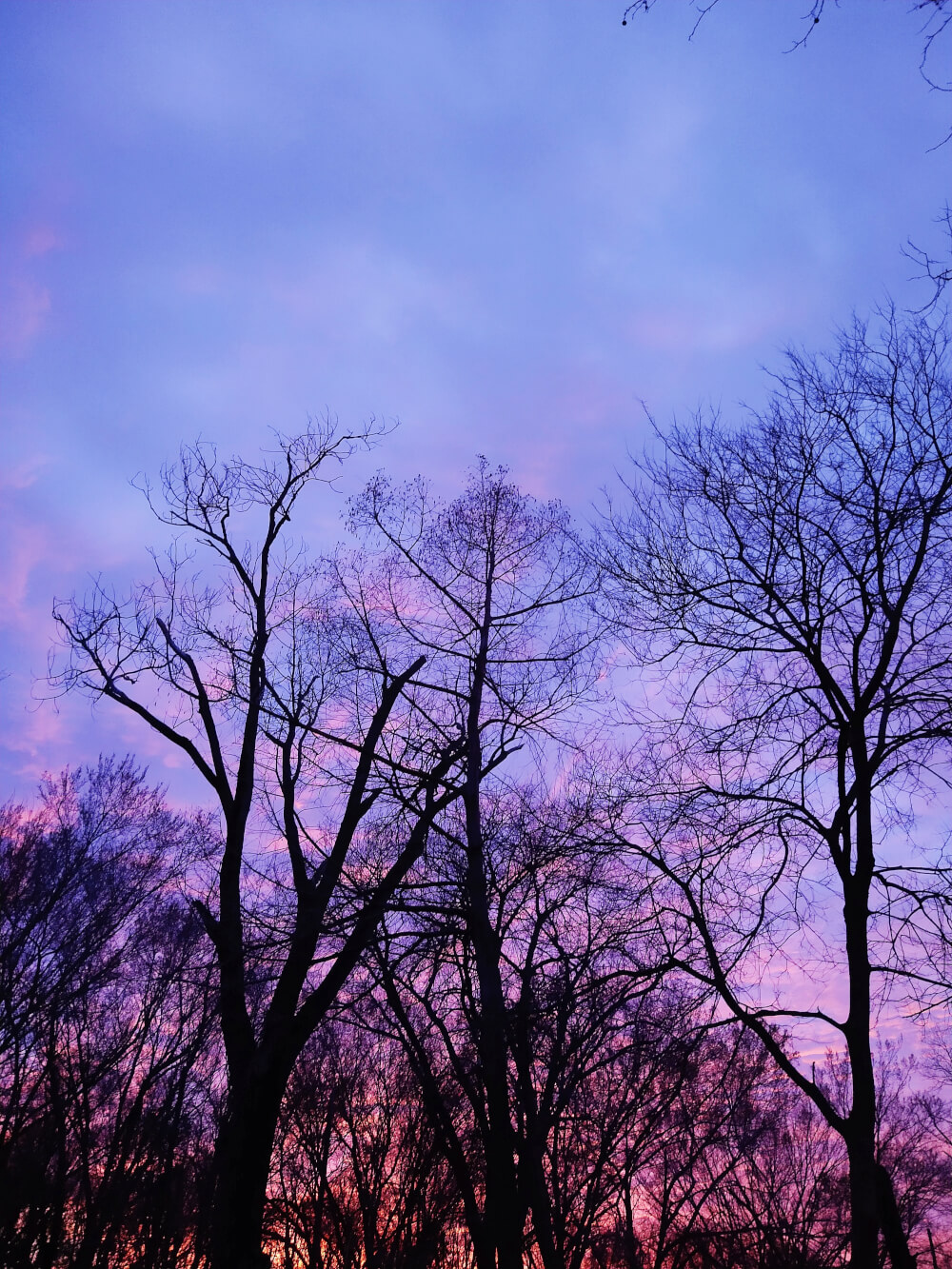 Silhouetted trees behind sunset with hues of blue, pink and purple